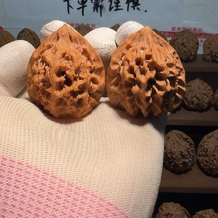 秦岭野生帝王官帽