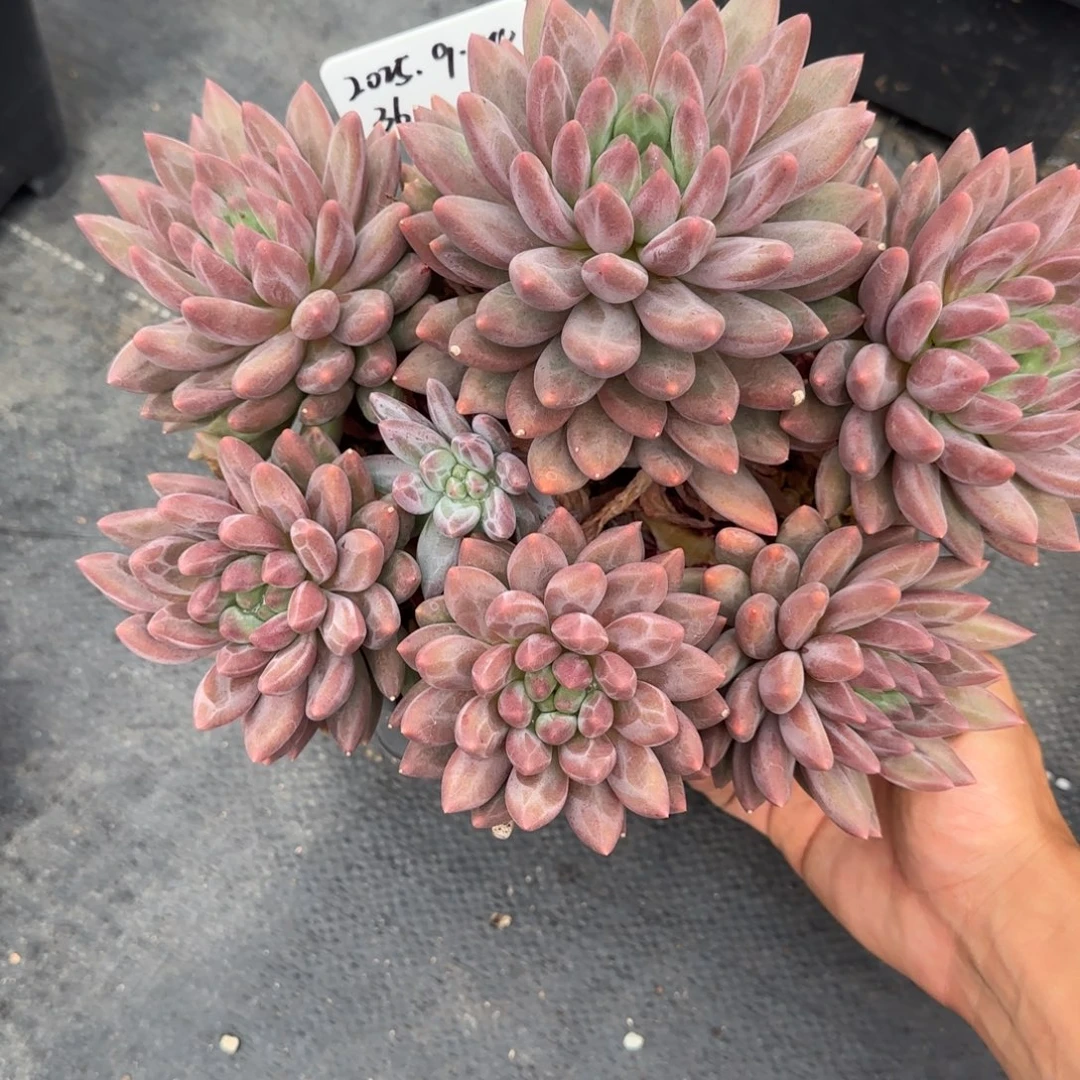 一物一拍水晶球sp36