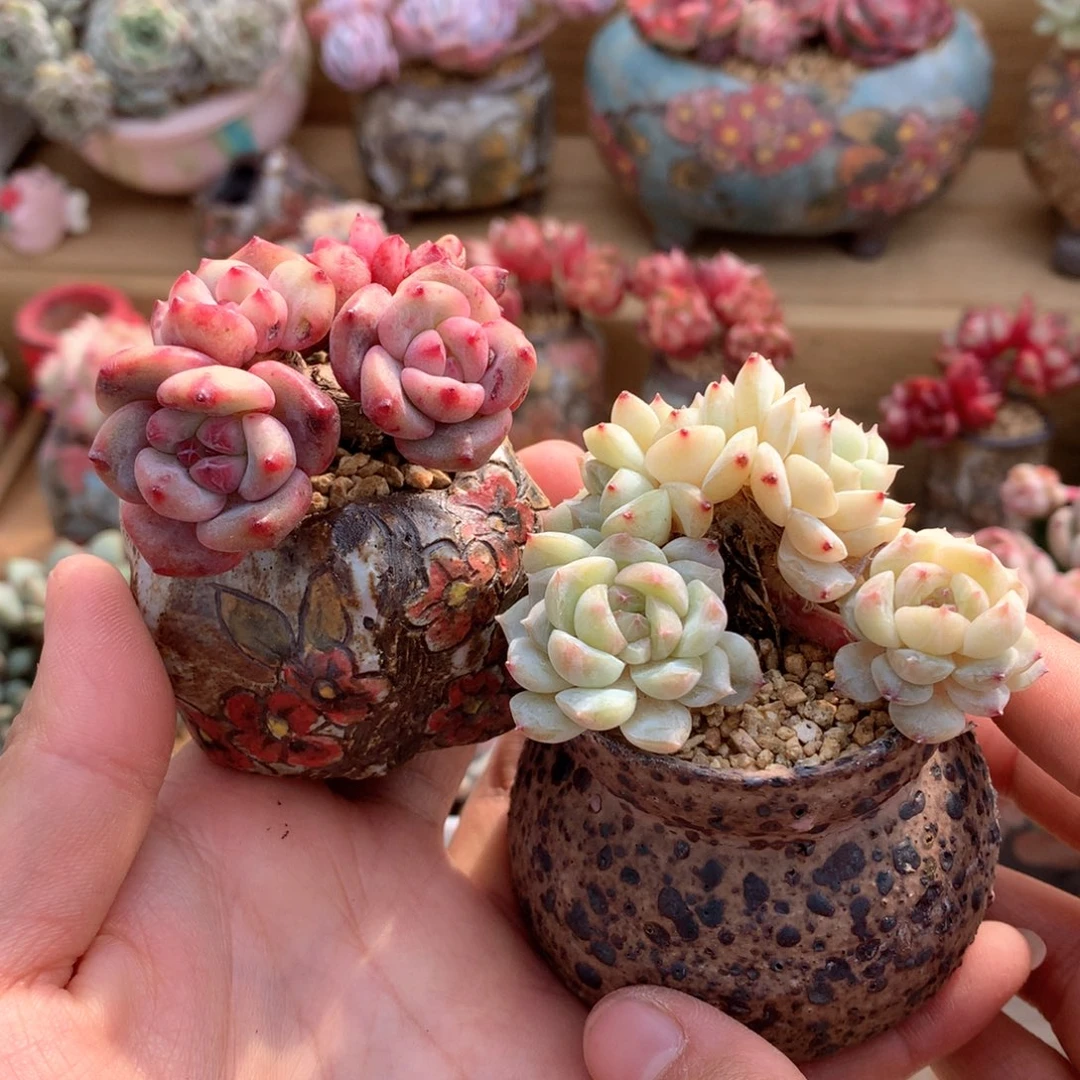 黑***妮爱丽儿加盆一组，加冰冰糖寄养