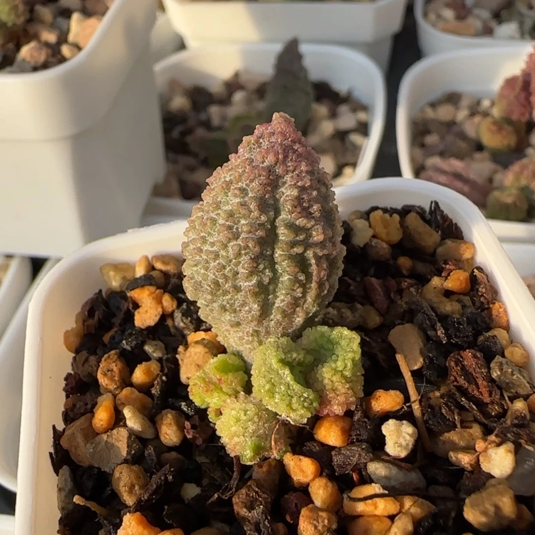 刺球水泡多肉植物水泡