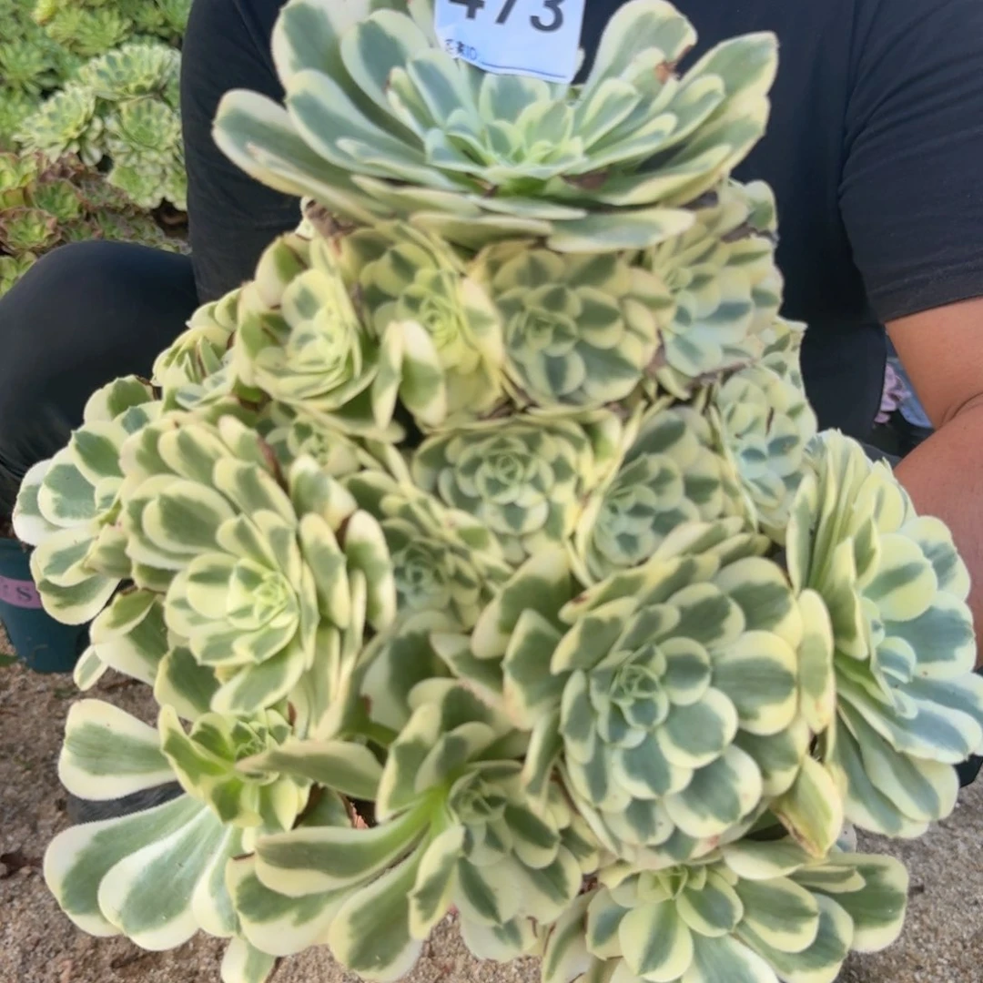 473迈巴赫多肉植物