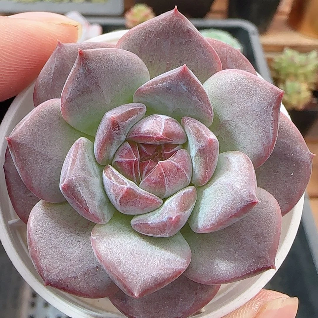 多肉0916-115琥珀天使珍妮