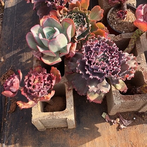 木*?多肉植物 8棵