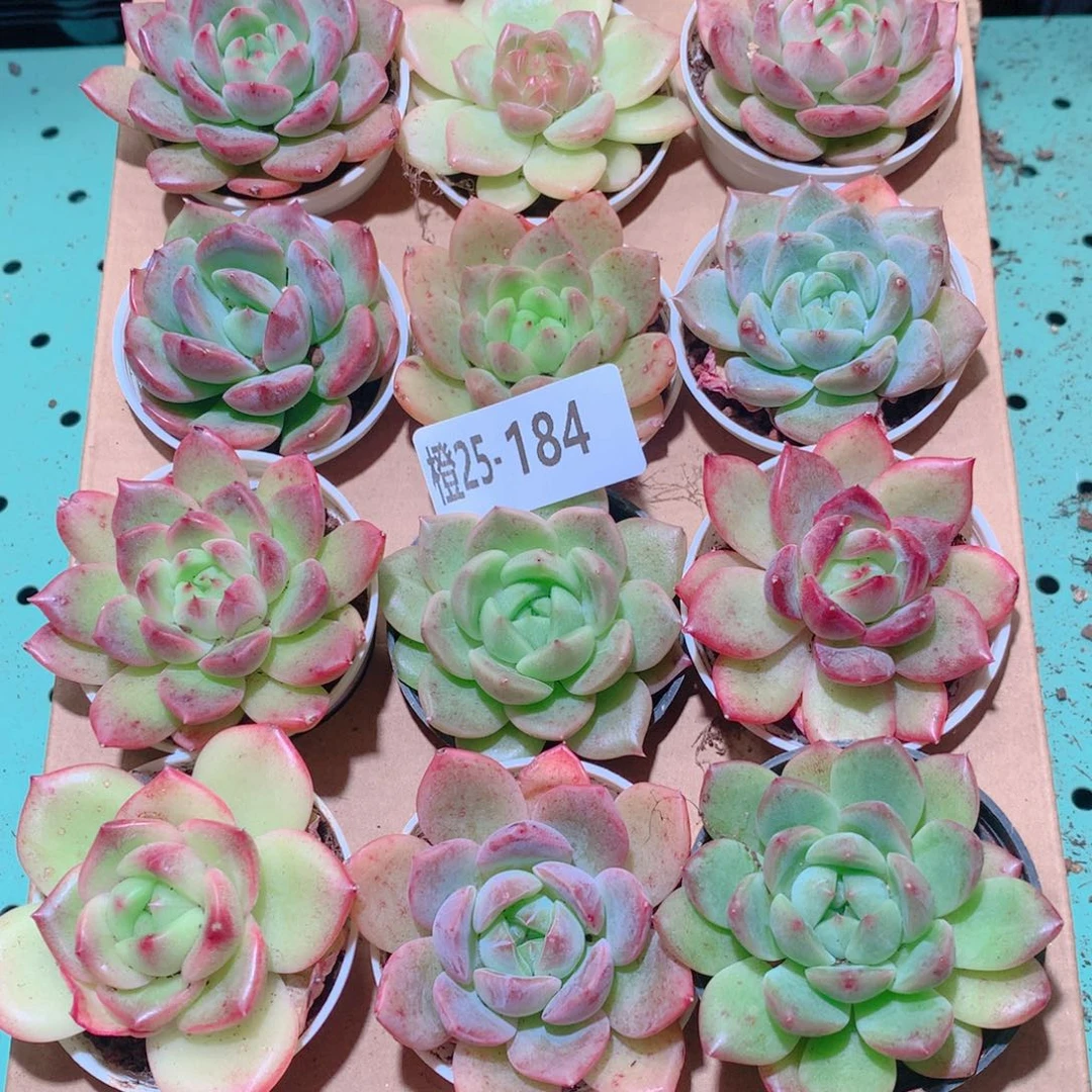 25-184一物一拍多肉带盆18颗