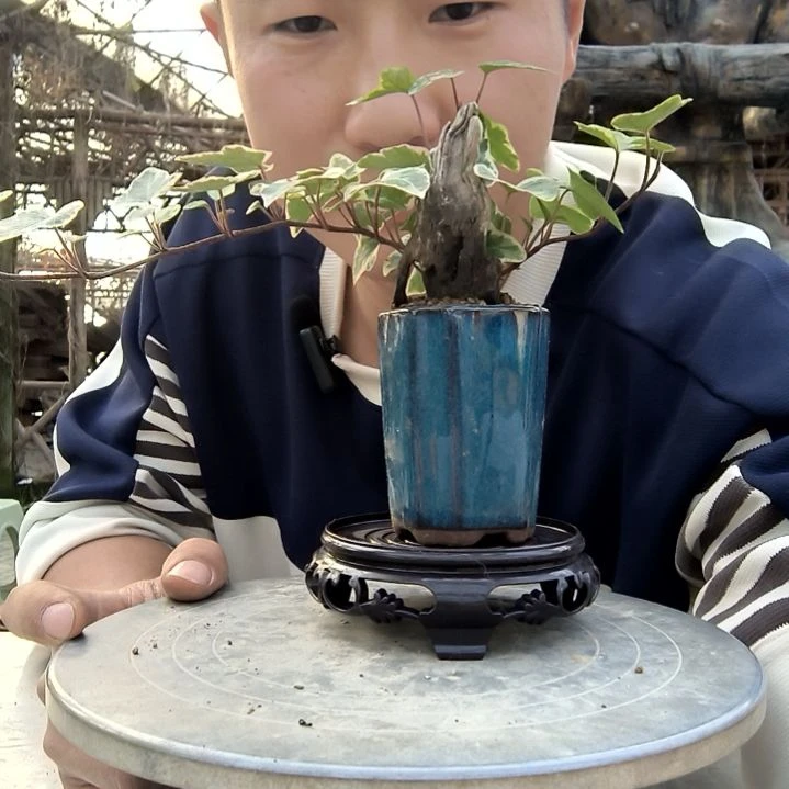 妮***^小盆景小植物一物一拍159