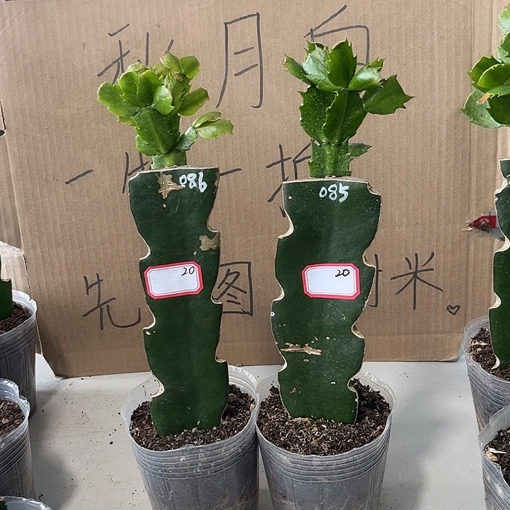 凤***.当前无花朵，栽培后可花朵085-086