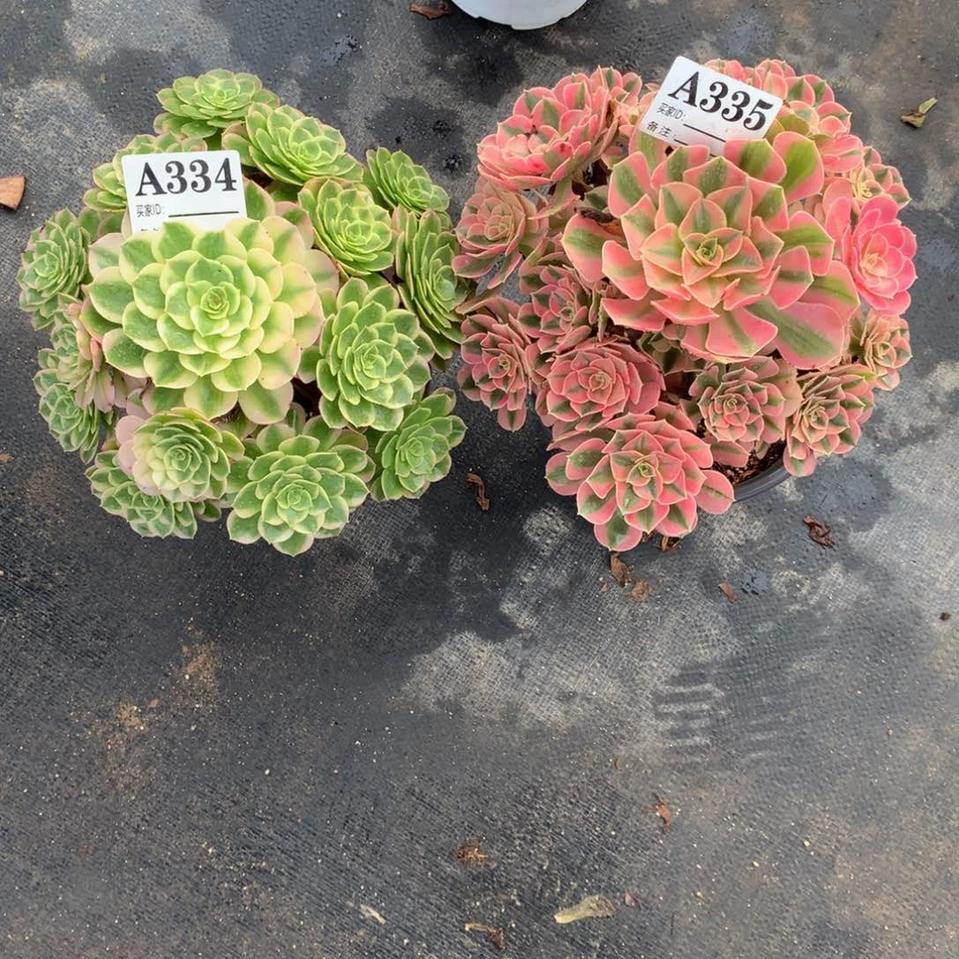 粉女巫335海鲜334法师多肉植物700000000