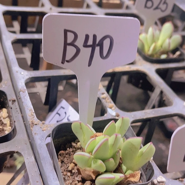 精品B40少将带盆土发