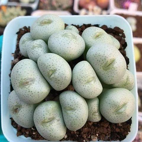 多肉肉锥 20头 嘟嘟嘴大饼