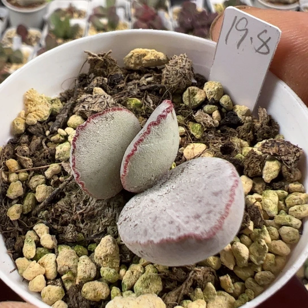 实生新品多肉植物水泡厚粉款