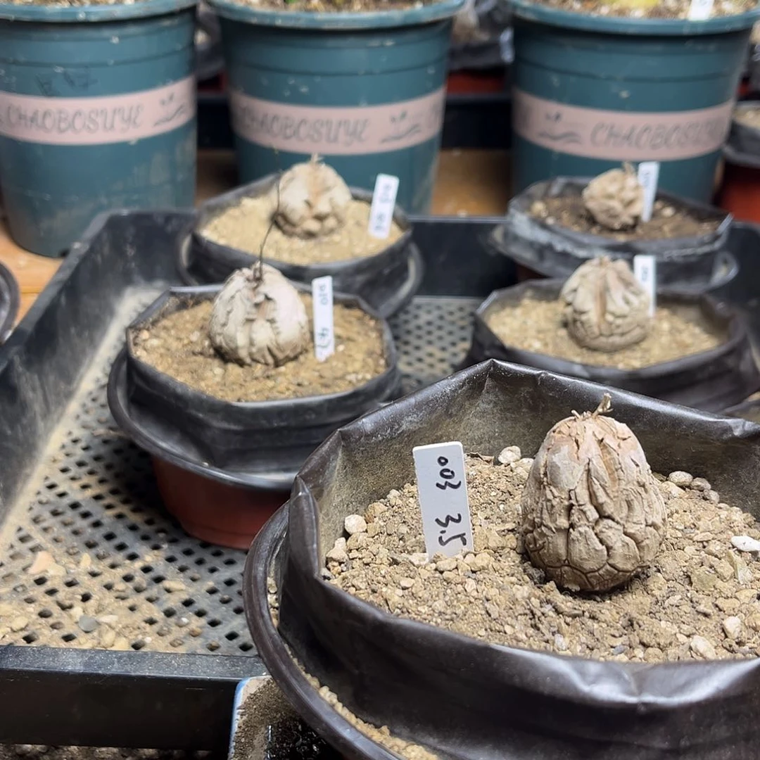 003南非块根龟甲龙