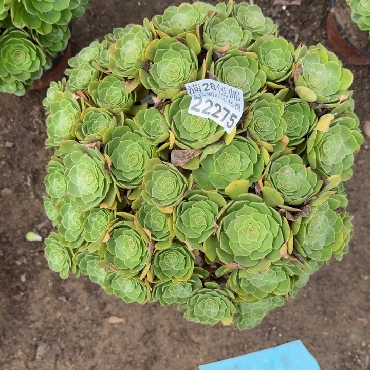22275万拉丝多肉植物