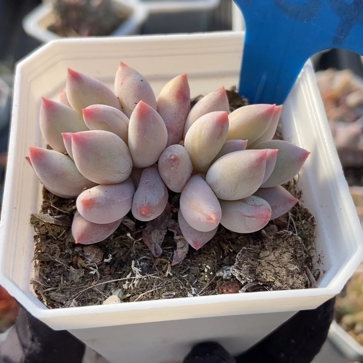 6154所罗门多肉植物