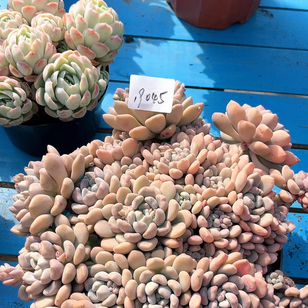 紫枫大群生19045