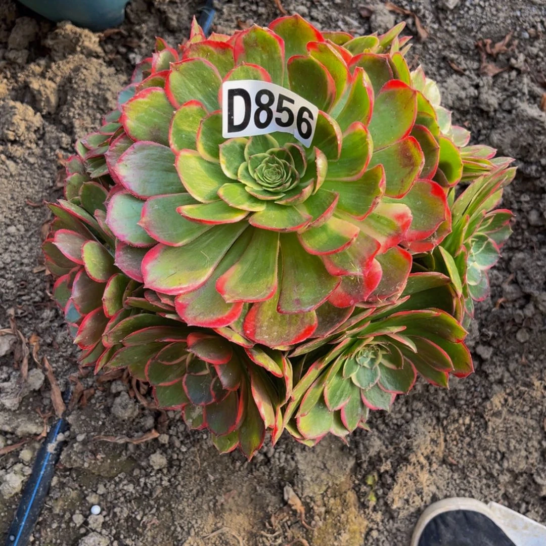粉花妖26//////////29包邮