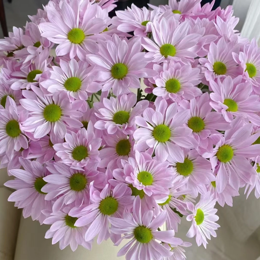 小羊【粉色三文鱼】菊科类 水养花期长 | 单品任意两单升级快递