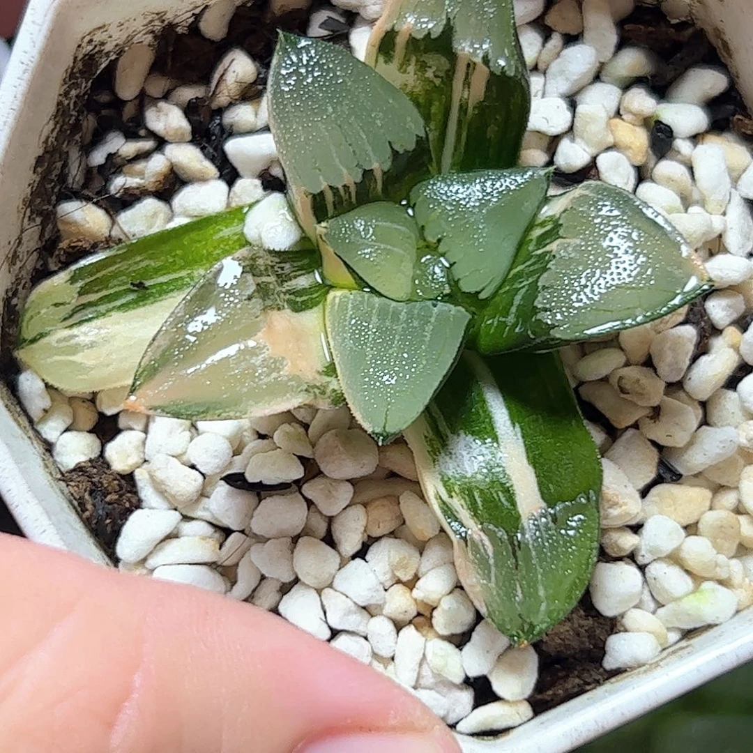 和田克锦十二卷多肉植物