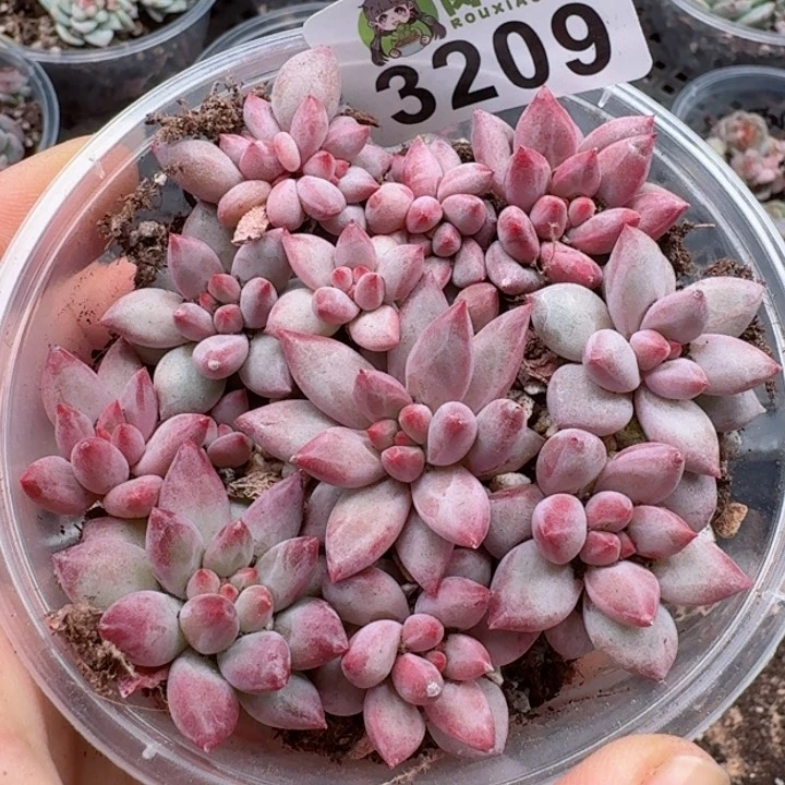 多肉植物多肉植物