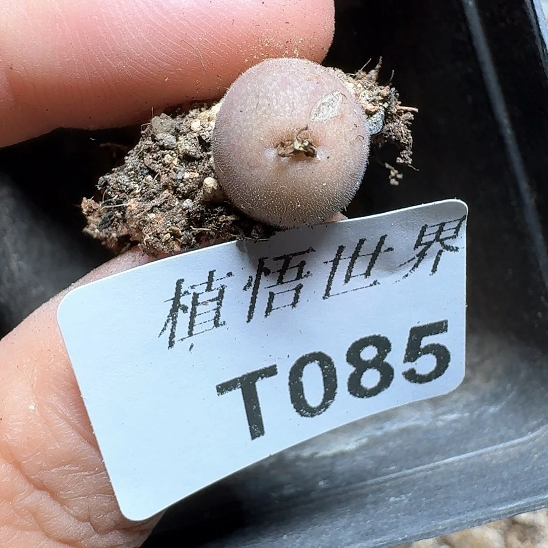 085盒多肉植物哇f g