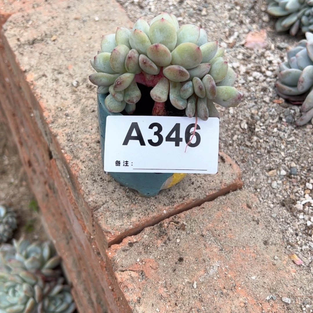 ?****3346 多肉多肉多肉多肉多肉多肉