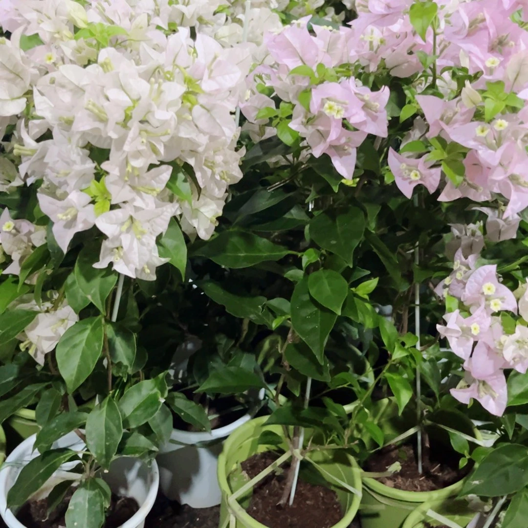 完全开放三角梅苹果花