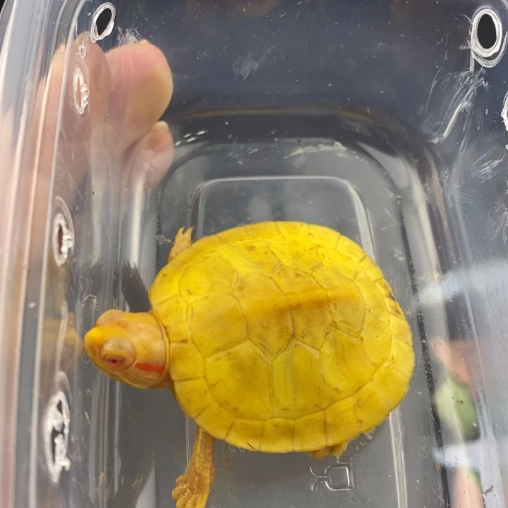 巴西彩龟母666666