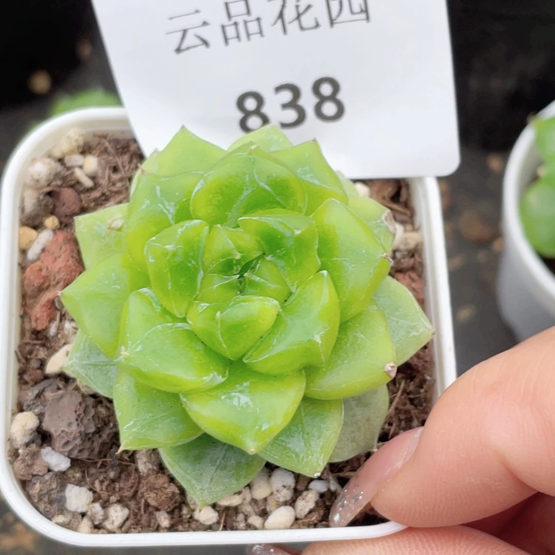 838号糖心冰心珍妮 七喜