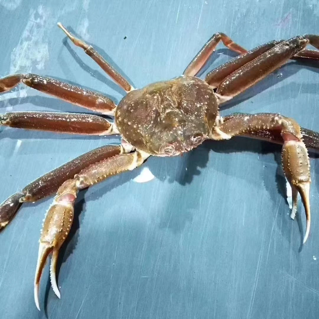 鲜活松叶蟹弱蟹一只部分缺腿保鲜不保活介意勿拍