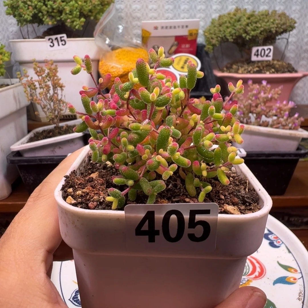枝干番杏多肉植物405