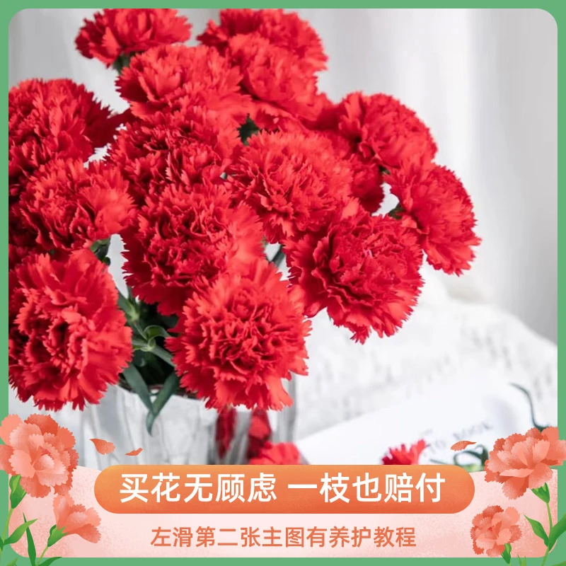 [红色康乃馨]鲜花云南基地直发办公室餐桌客厅插花节日鲜花花束