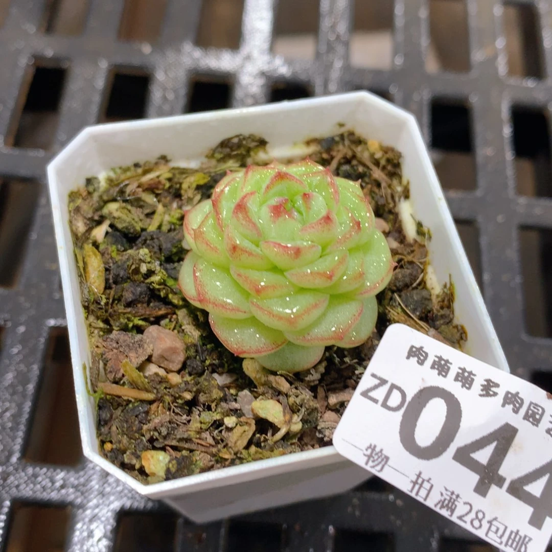 肉萌萌拇指盆精控多肉ZD044