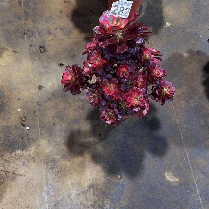 00000000000282丽娜