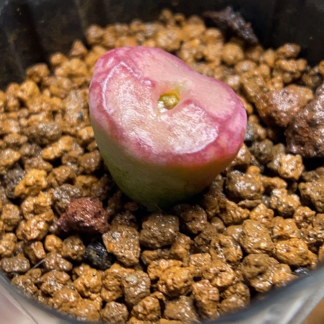 多肉植物肉锥杂交K-649