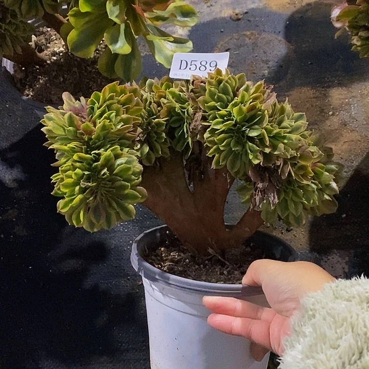 589红秀多肉植物缀化