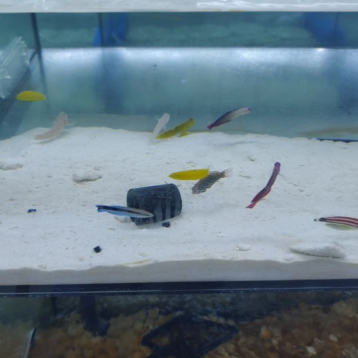 海水鱼一个飘飘一个绿龙一个黄金虾虎