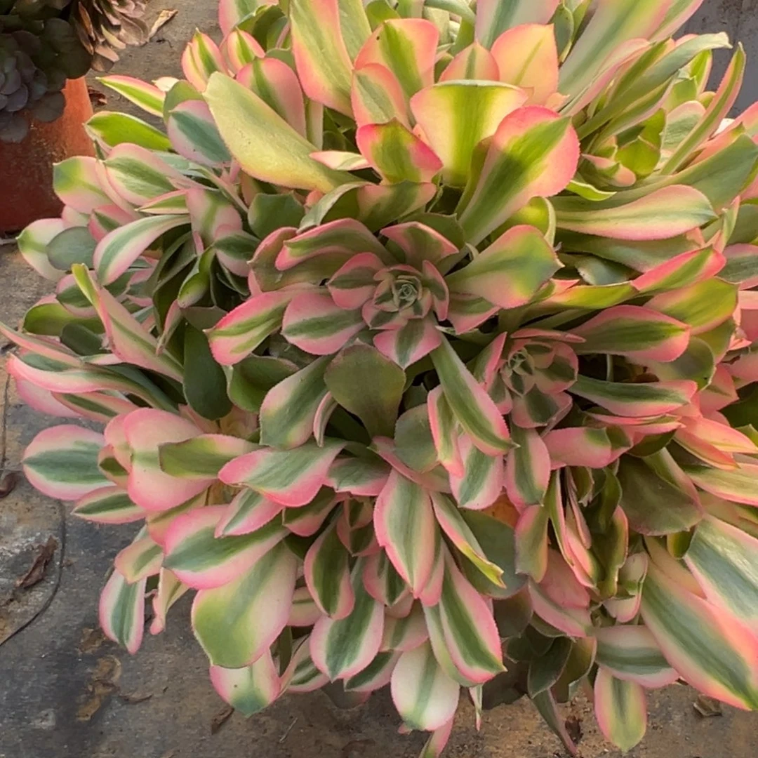 12.30-8香妃多肉植物