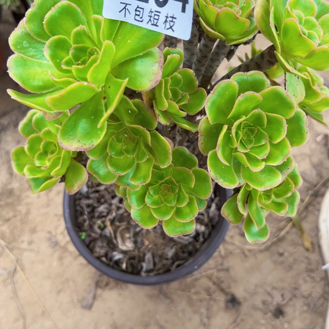 霓裳多肉植物法师0234
