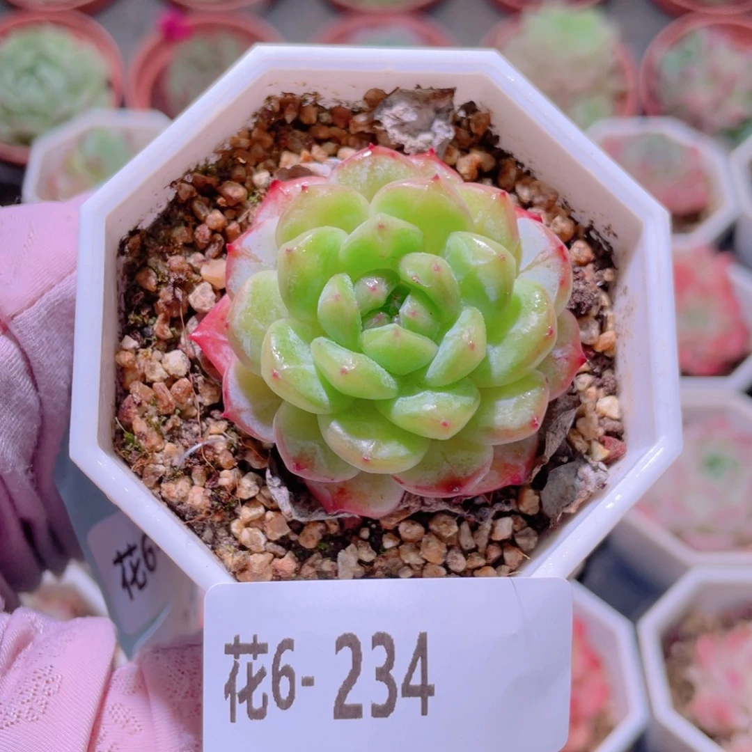 花利美6-234雪颜玉