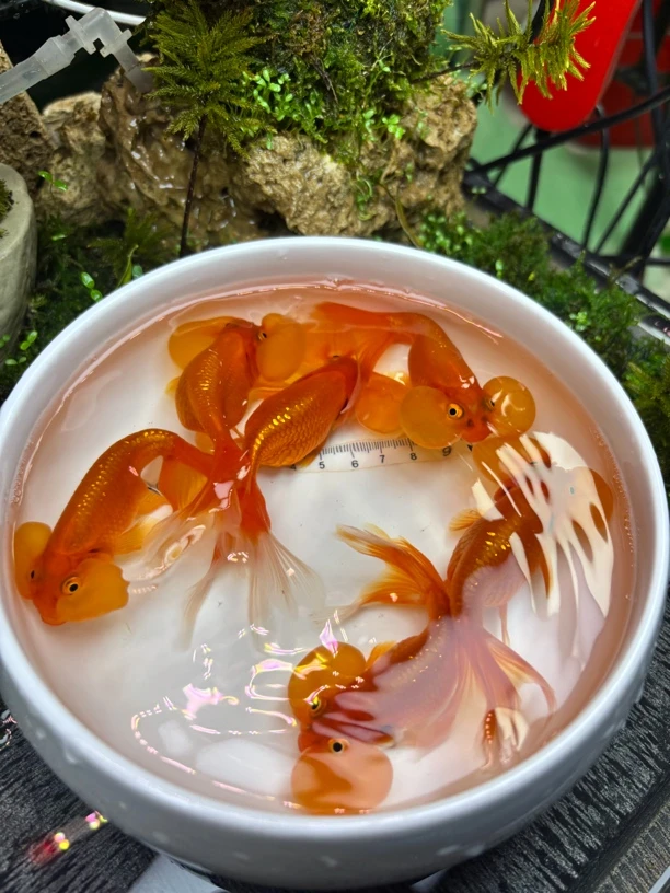 直播红水泡红白水泡9-11厘米3条超大尺寸泡泡鱼