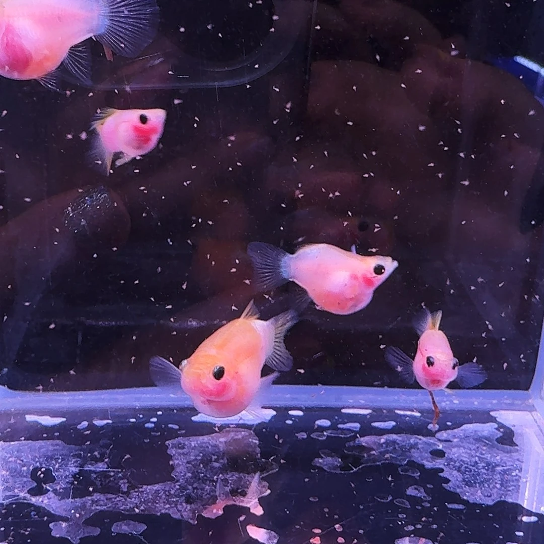 孔雀鱼幻彩球体两对原线