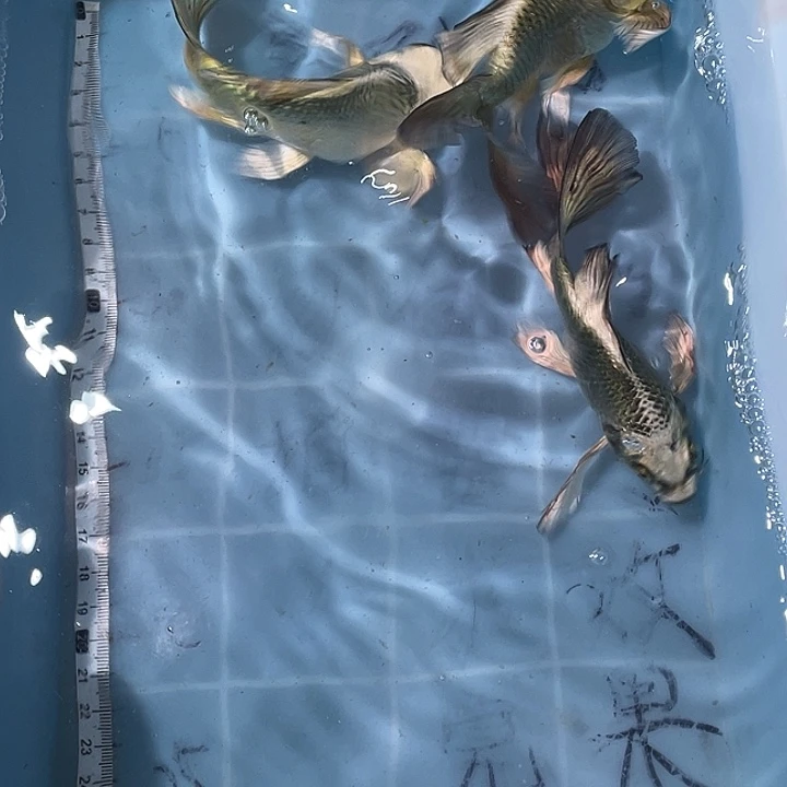 蝴蝶鲤鱼渔场直发42