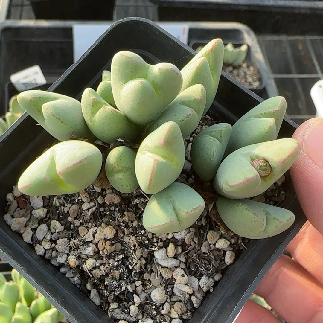 186号，清货，18包邮