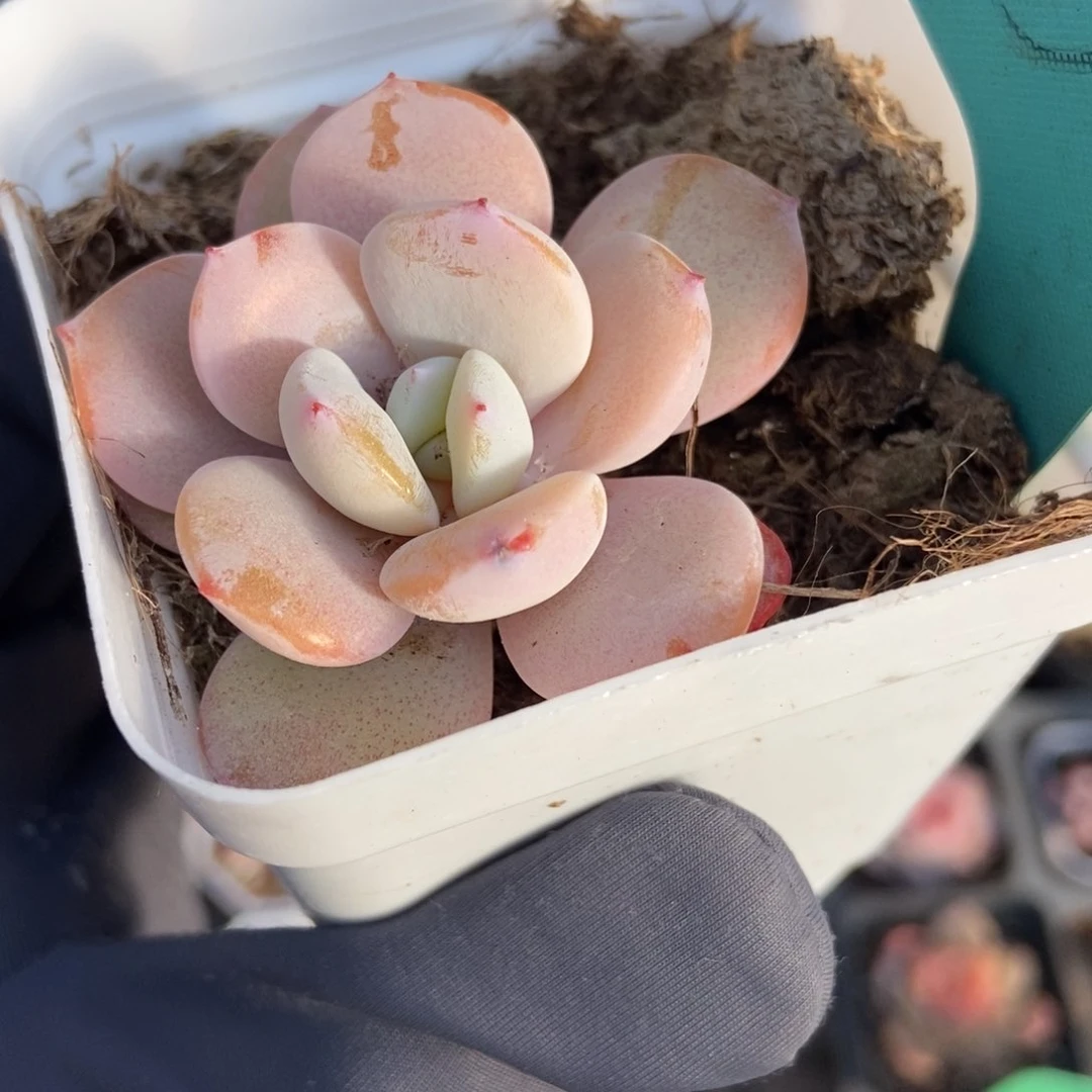 1526奶茶多肉植物保护