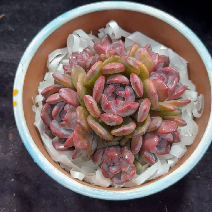 莎*姐15厘米左右一物一拍的