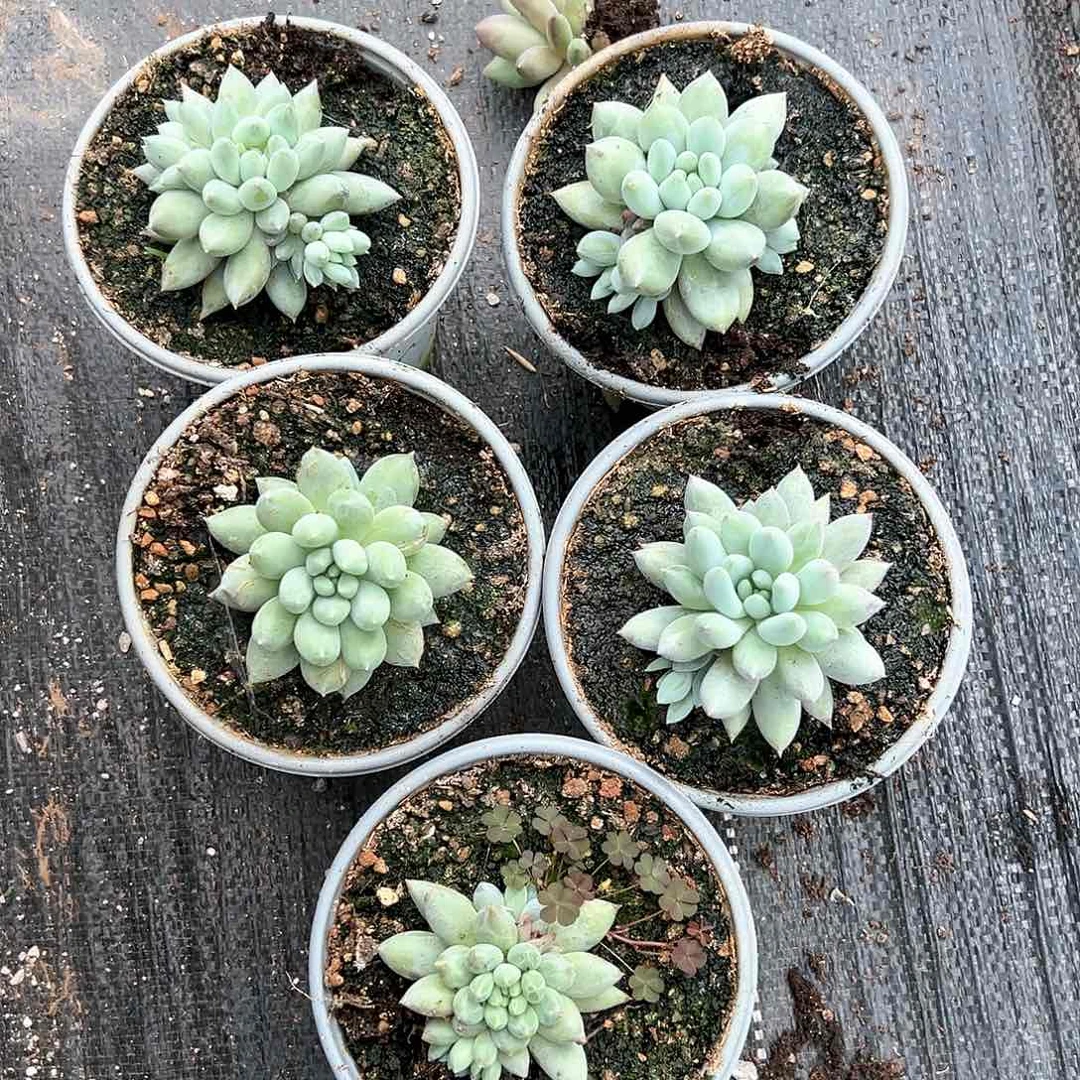 【闪购商品】组合福利