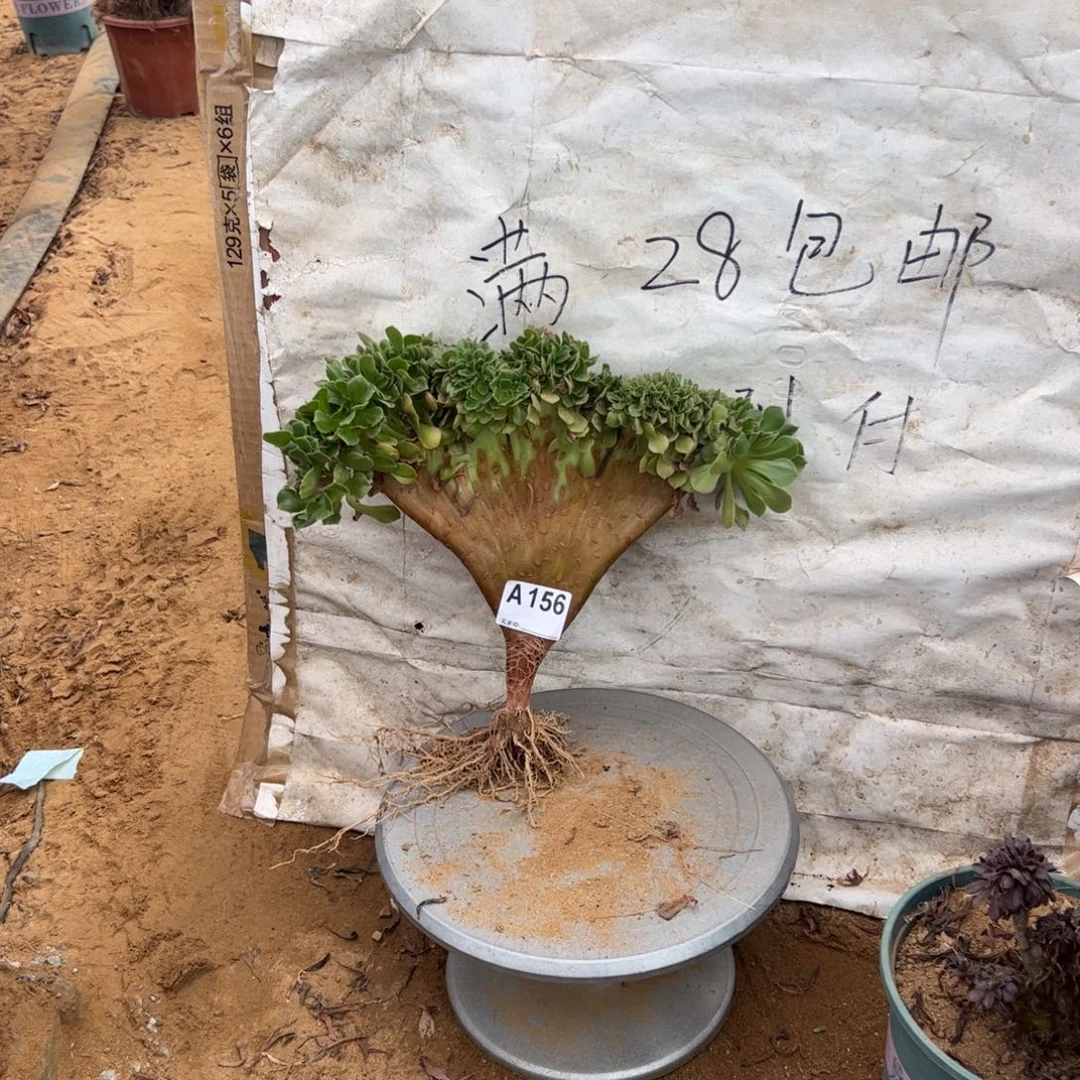 玫瑰缀156满28包邮