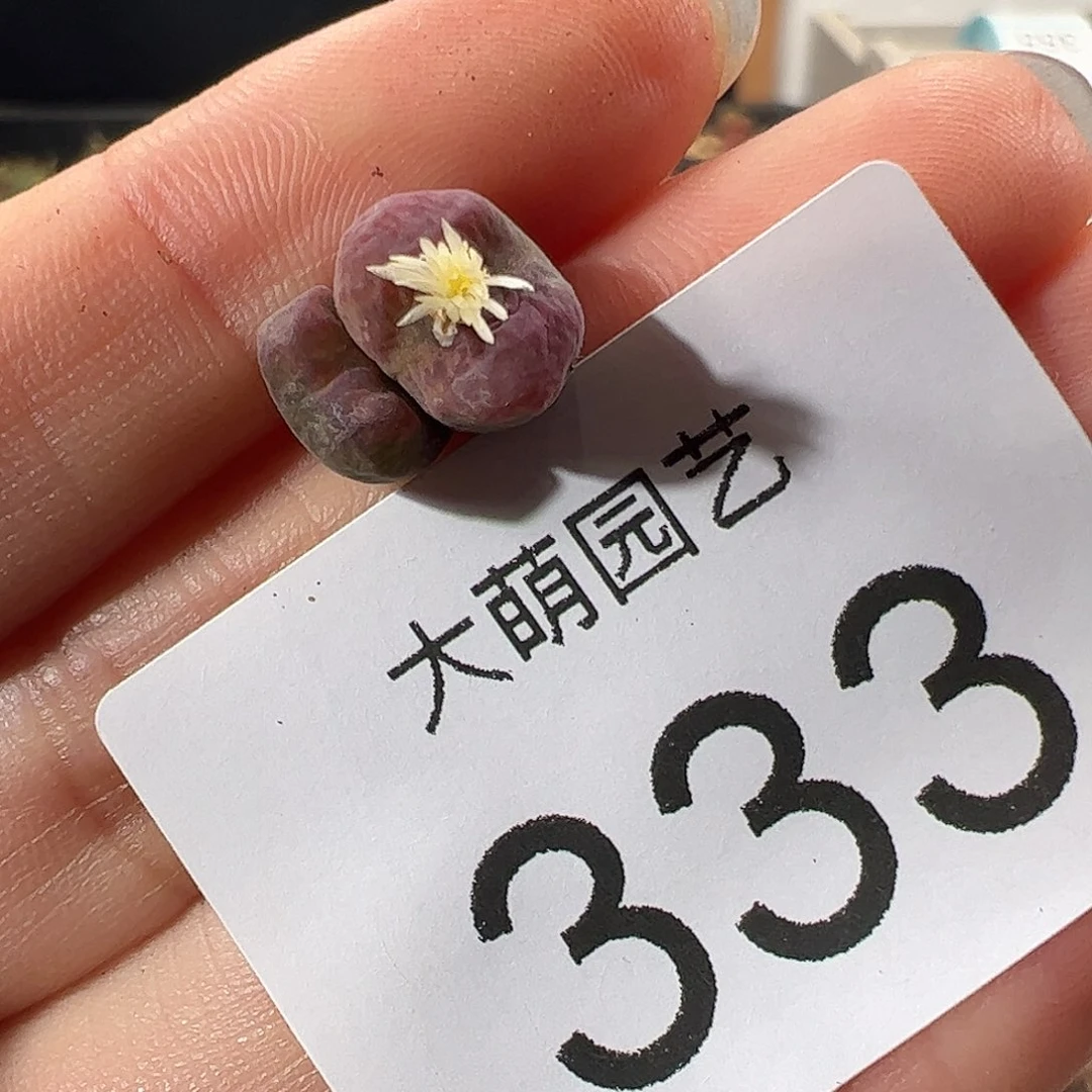 一物一拍           333