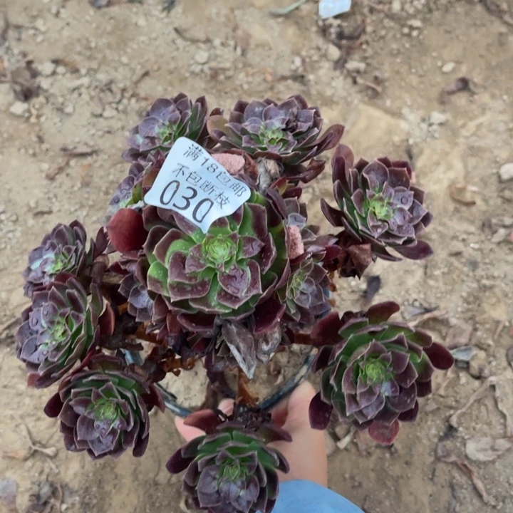 030赤炎莲手捧1号棚