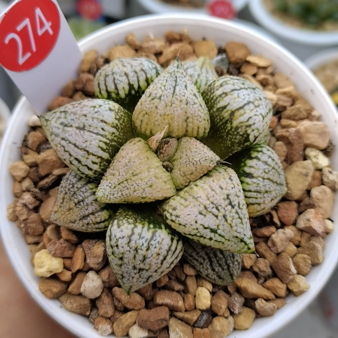 274号实生白银一物一拍带盆土发货