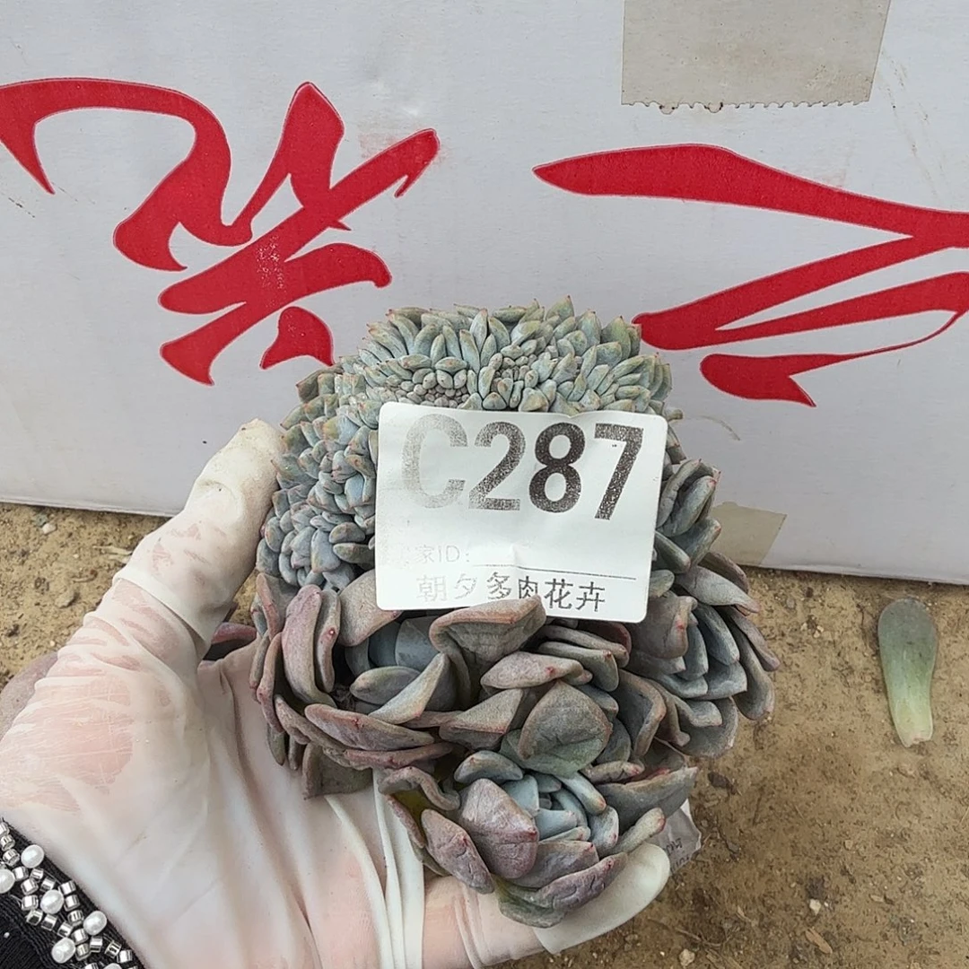 别***白星影缀化呀啊呀啊